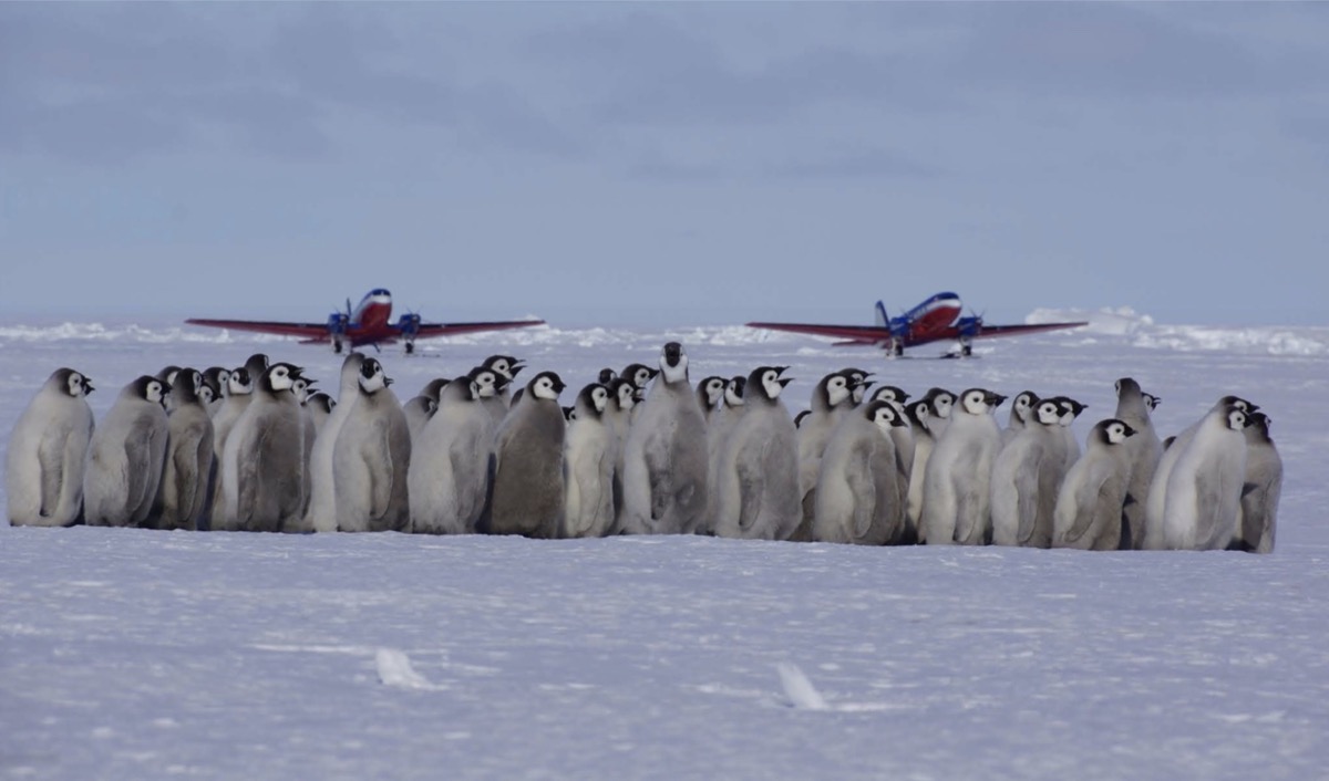 a group of penguins in the snow